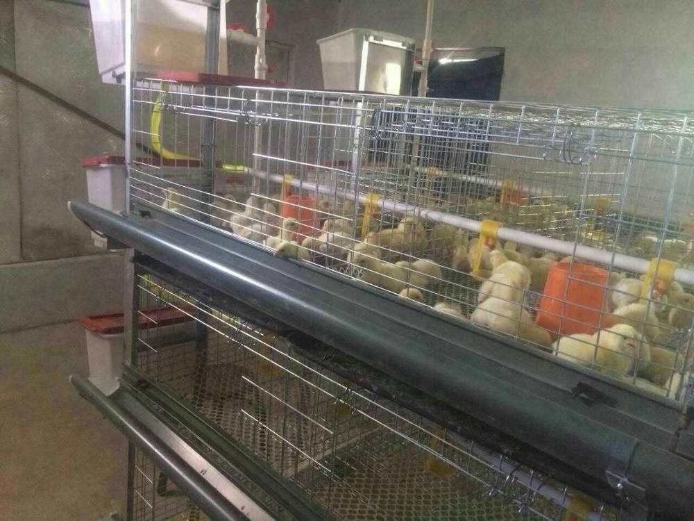 broiler cage, chicken layer cage (Whatsapp: +8615965977837)