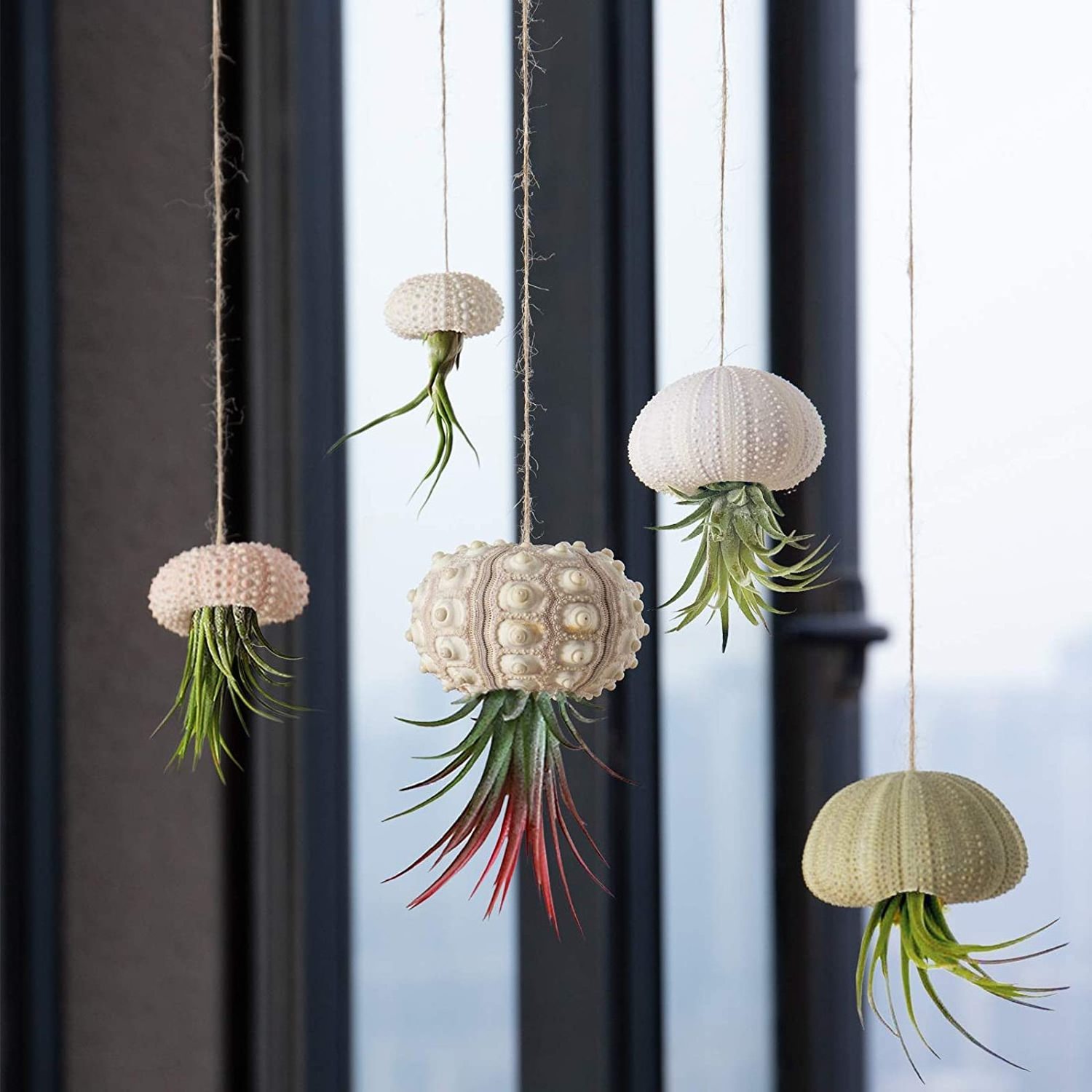 Mini Sea Urchin Shell Hanging Pot 5 Styles Decorative Hanging Air Plant Holder Cute Tillandsia Succulent Display Container with