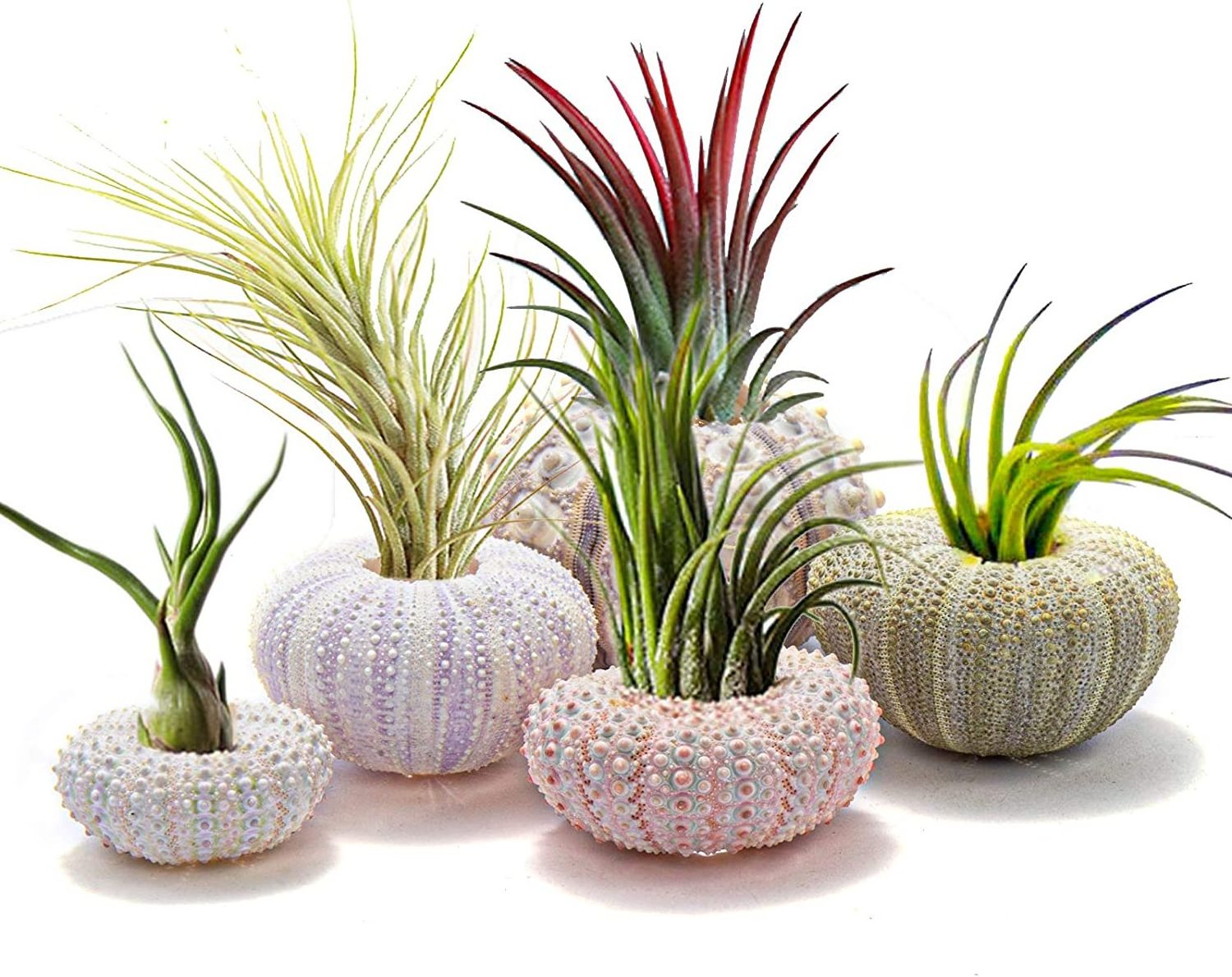 Mini Sea Urchin Shell Hanging Pot 5 Styles Decorative Hanging Air Plant Holder Cute Tillandsia Succulent Display Container with