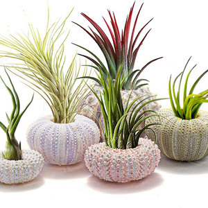 Mini Sea Urchin Shell Hanging Pot 5 Styles Decorative Hanging Air Plant Holder Cute Tillandsia Succulent Display Container with