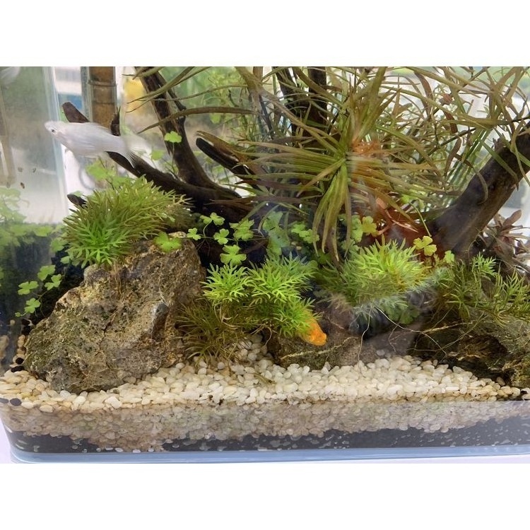 Wholesale  Driftwood Nature for Aquarium Landscaping