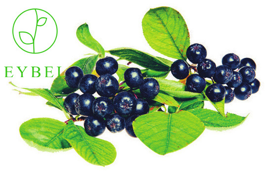 Aronia extract Aronia Berry Extract Powder 99% Water Soluble Aronia Fruit Powder Instant fruit and vegetable powder