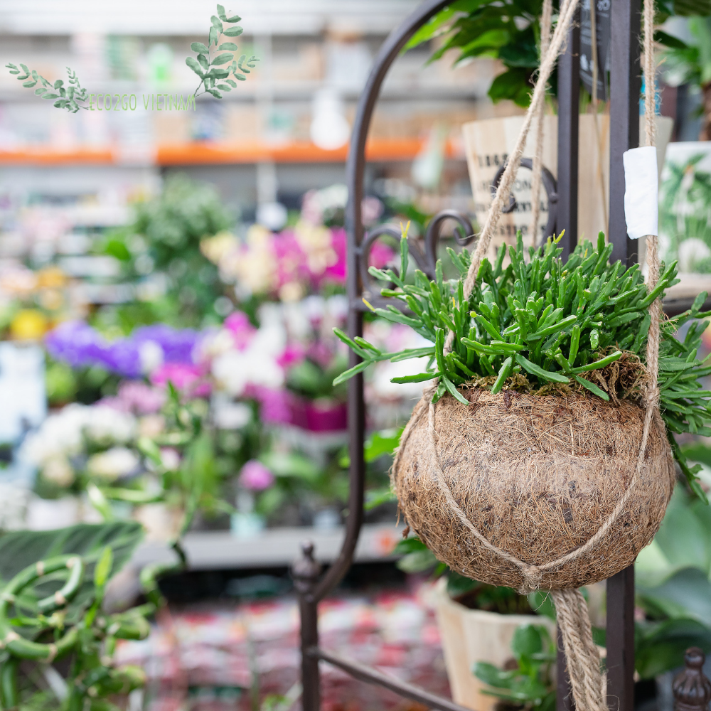 New Pure Organic Coconut Shell Plant Pot/ Coconut Shell Planter Pot With Hanging With Laser Logo Export by Eco2go