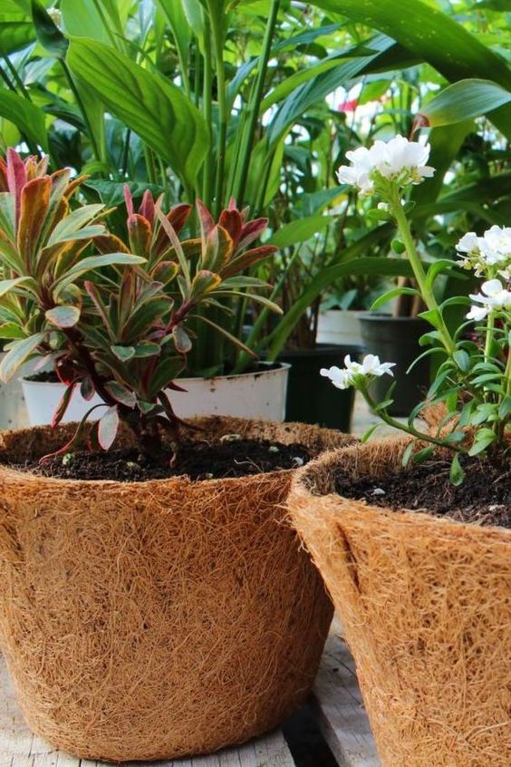 Cheap price bulk coconut fiber plant pot/Natural and organic coco coir for plant pot made by Eco2go Vietnam