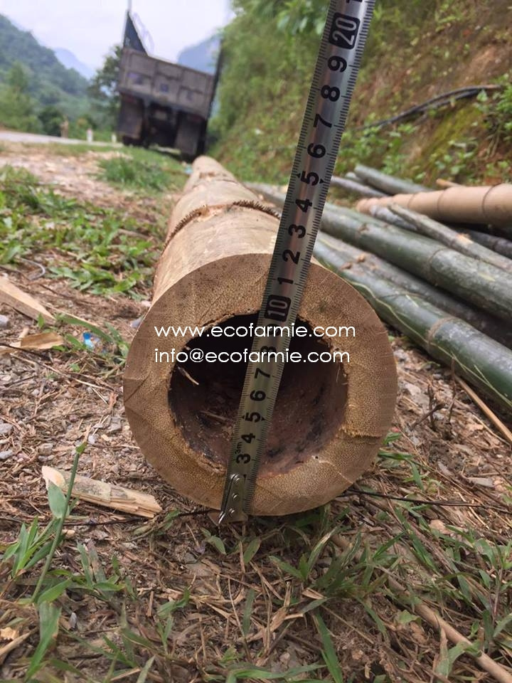 Fumigated Treated Tonkin Solid Natural Raw Materials Bamboo Poles from Vietnam Eco- Friendly