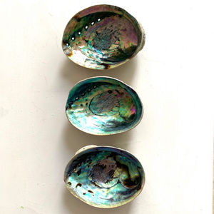 Vietnam wholesale ready for export large sizes green abalone shells paua shell from abalones