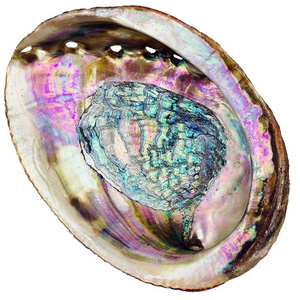 Empty natural raw unpolished dried polished abalone shells