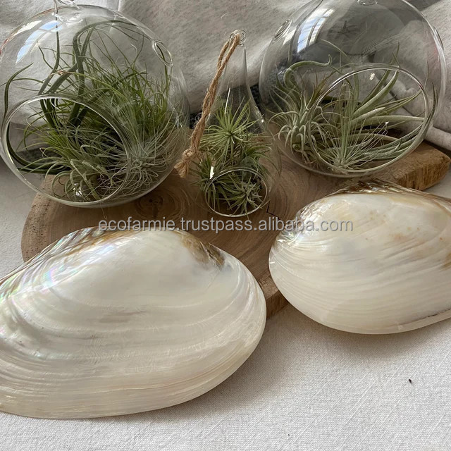 Polished pearl seashells natural crafts giant clam shell half shells collectible seashell wholesale