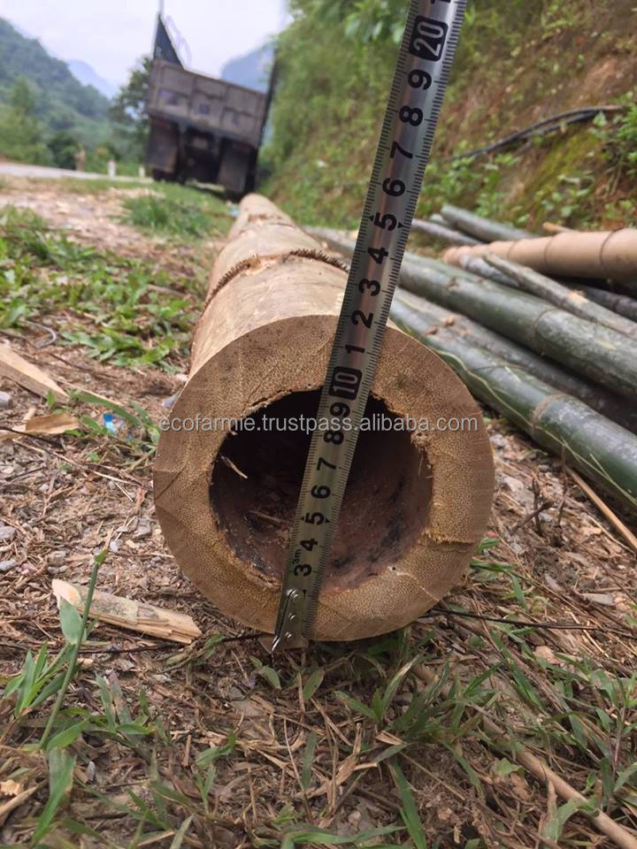 Fumigated Treated Tonkin Solid Natural Raw Materials Bamboo Poles from Vietnam Eco- Friendly