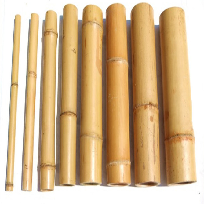 Solid treated fumigated natural rattan bamboo cane cgardening farming construction agriculture pole stick canes