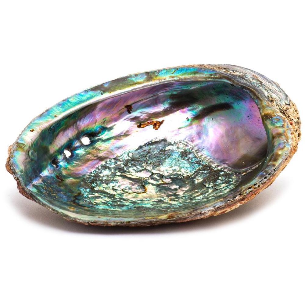 Empty natural raw unpolished dried polished abalone shells