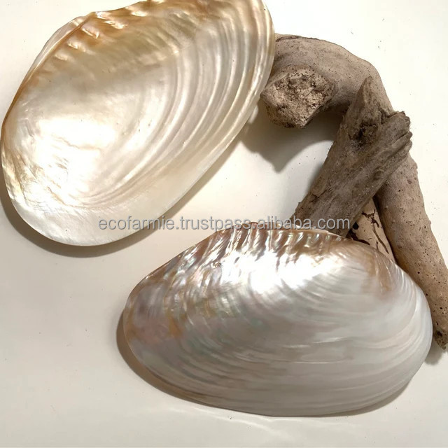 Polished pearl seashells natural crafts giant clam shell half shells collectible seashell wholesale