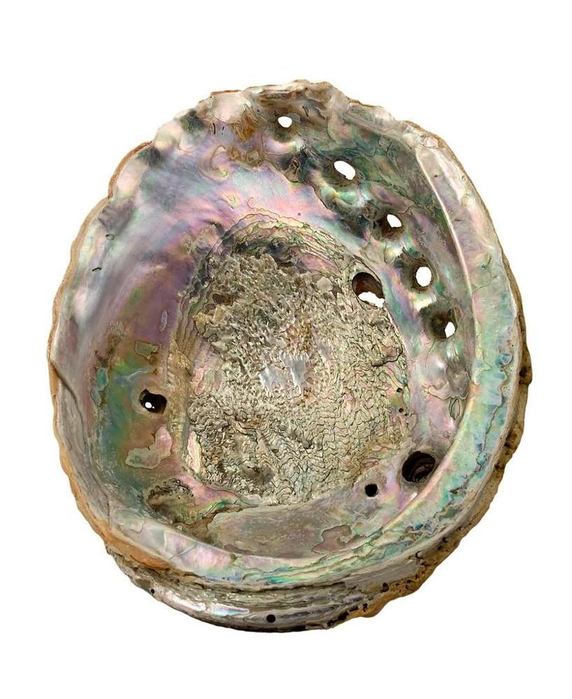 Empty cleaned natural raw unpolished dried polished abalone shells for making handicrafts