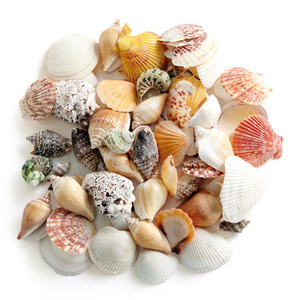 White cleaned wholesale cheap price natural seashells colorful assorted sea shells collection beach theme decor