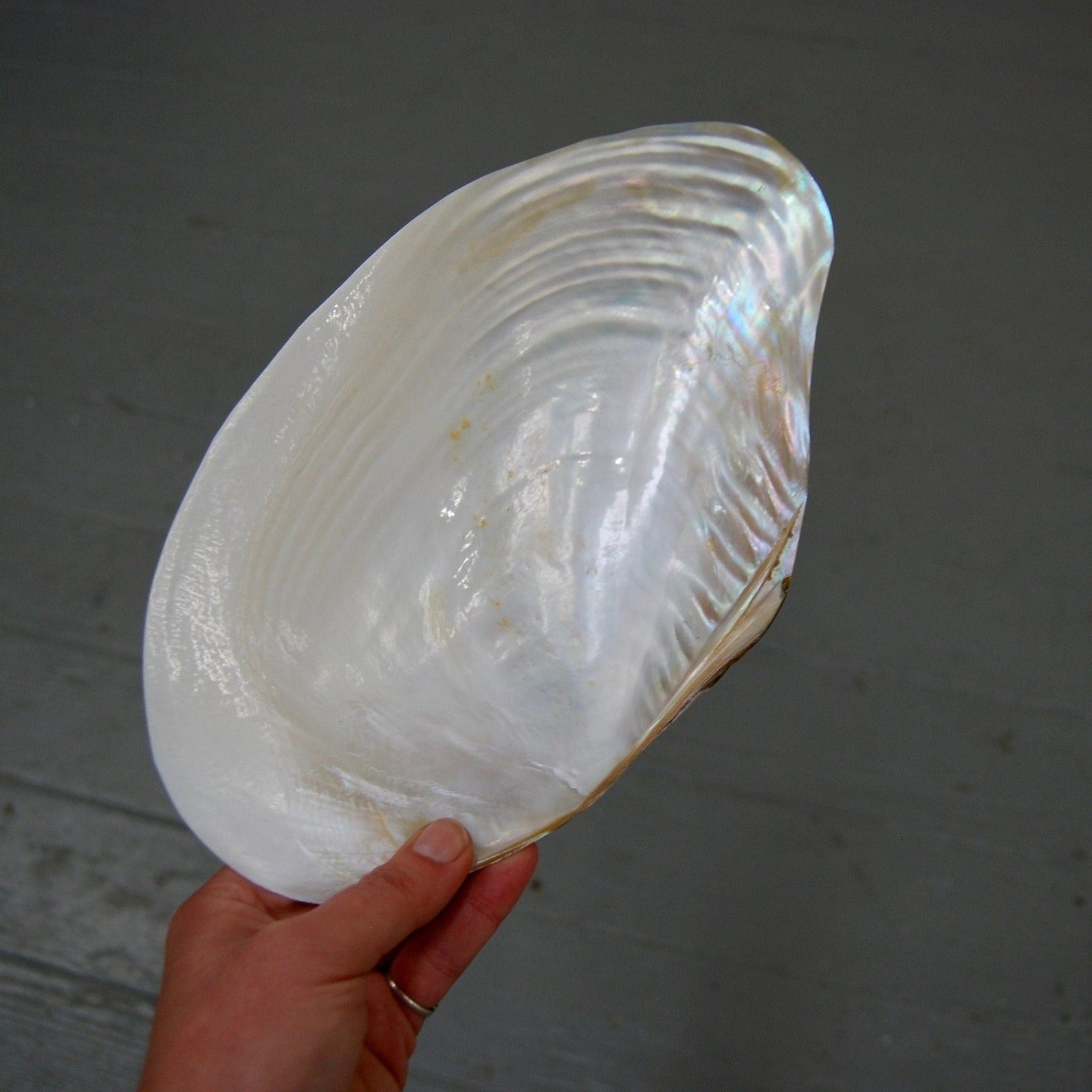 Polished pearl seashells natural crafts giant clam shell half shells collectible seashell wholesale