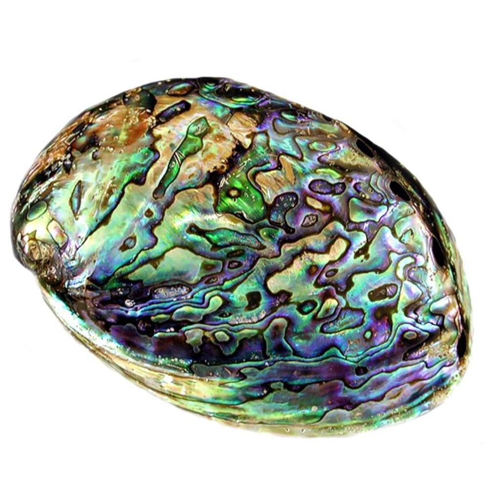 Empty cleaned natural raw unpolished dried polished abalone shells for making handicrafts