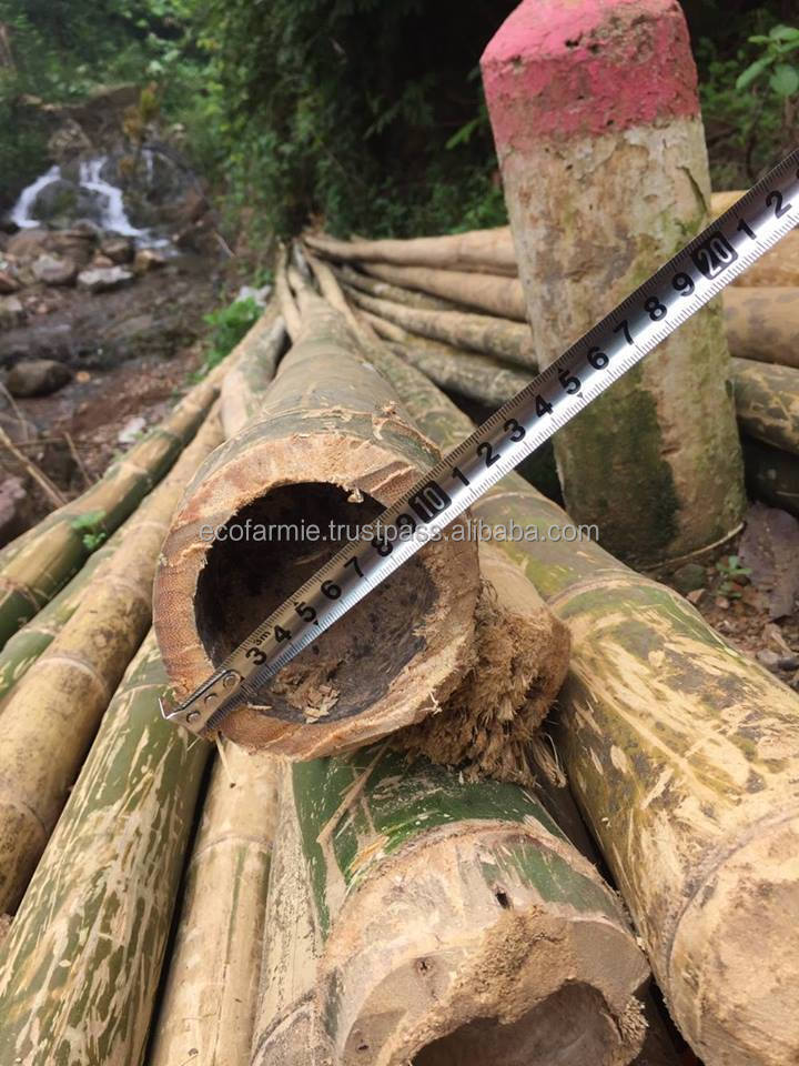 Fumigated Treated Tonkin Solid Natural Raw Materials Bamboo Poles from Vietnam Eco- Friendly