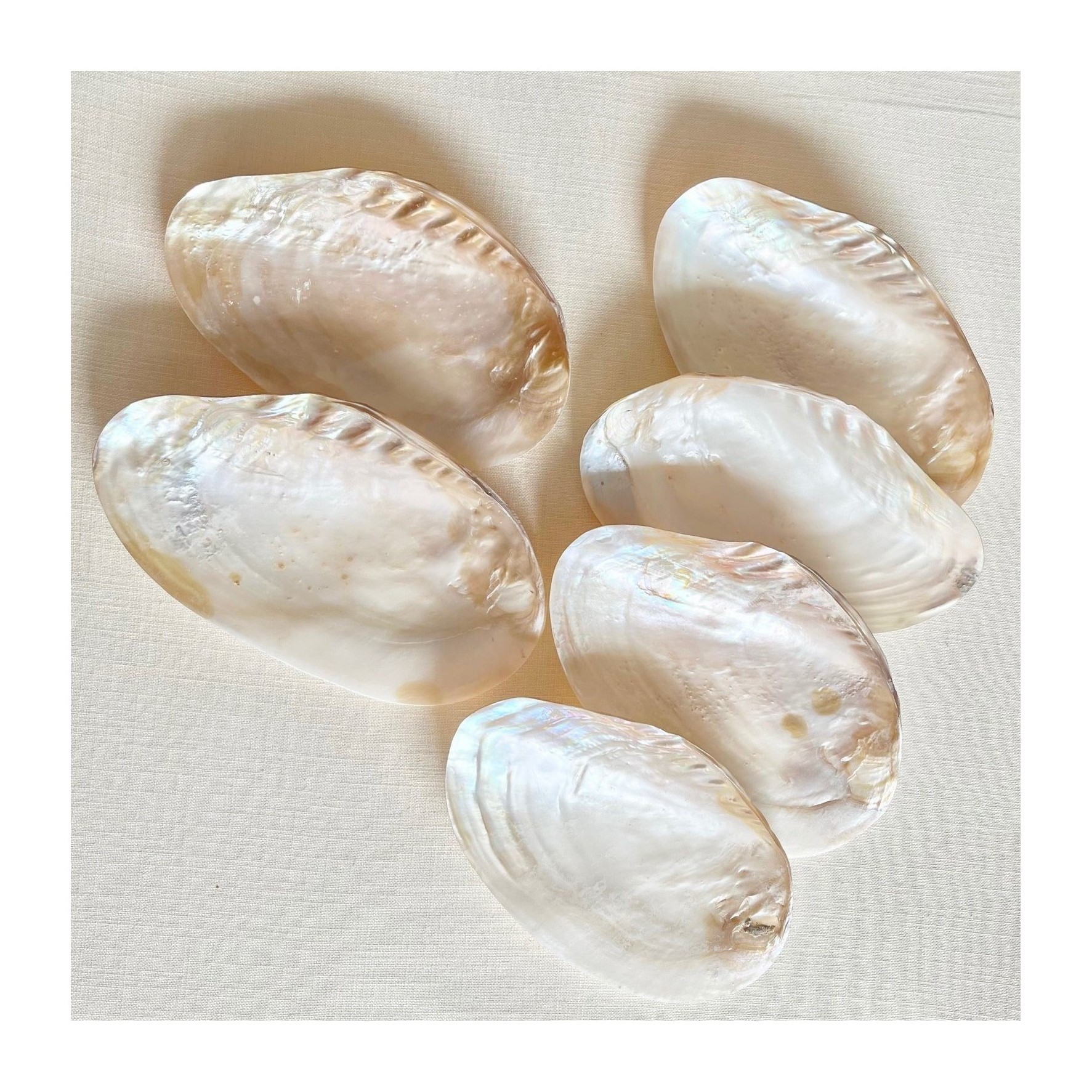 Polished pearl seashells natural crafts giant clam shell half shells collectible seashell wholesale