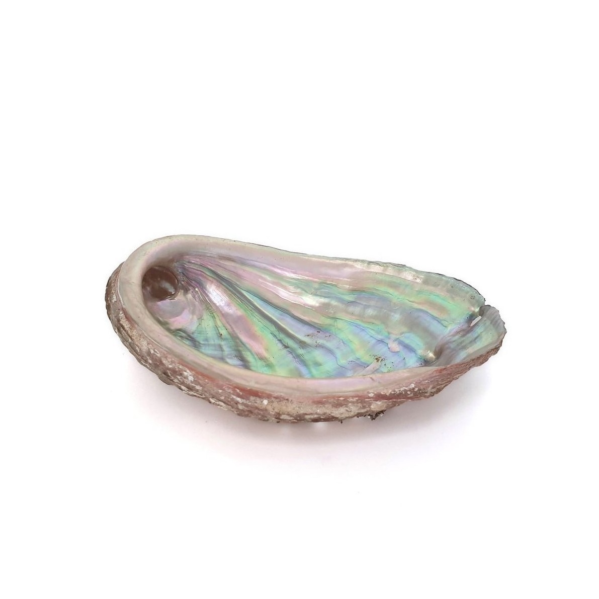 Natural raw large size abalone shells for sage smudge kits cheapest price white red green blue paua abalones shell