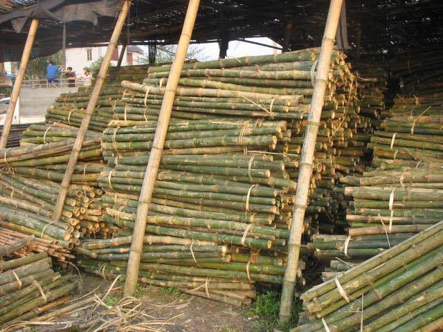 Vietnam high quality bamboo poles for construction natural gardening bamboo pole sticks cheapest price