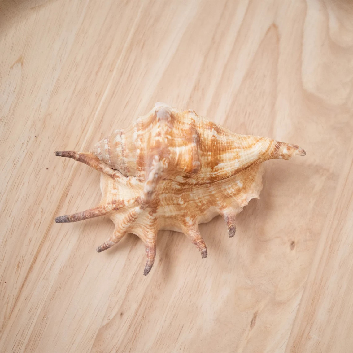 Cheapest price dry clean lambis scorpius ocean spider sea shells seashell wholesale from Vietnam