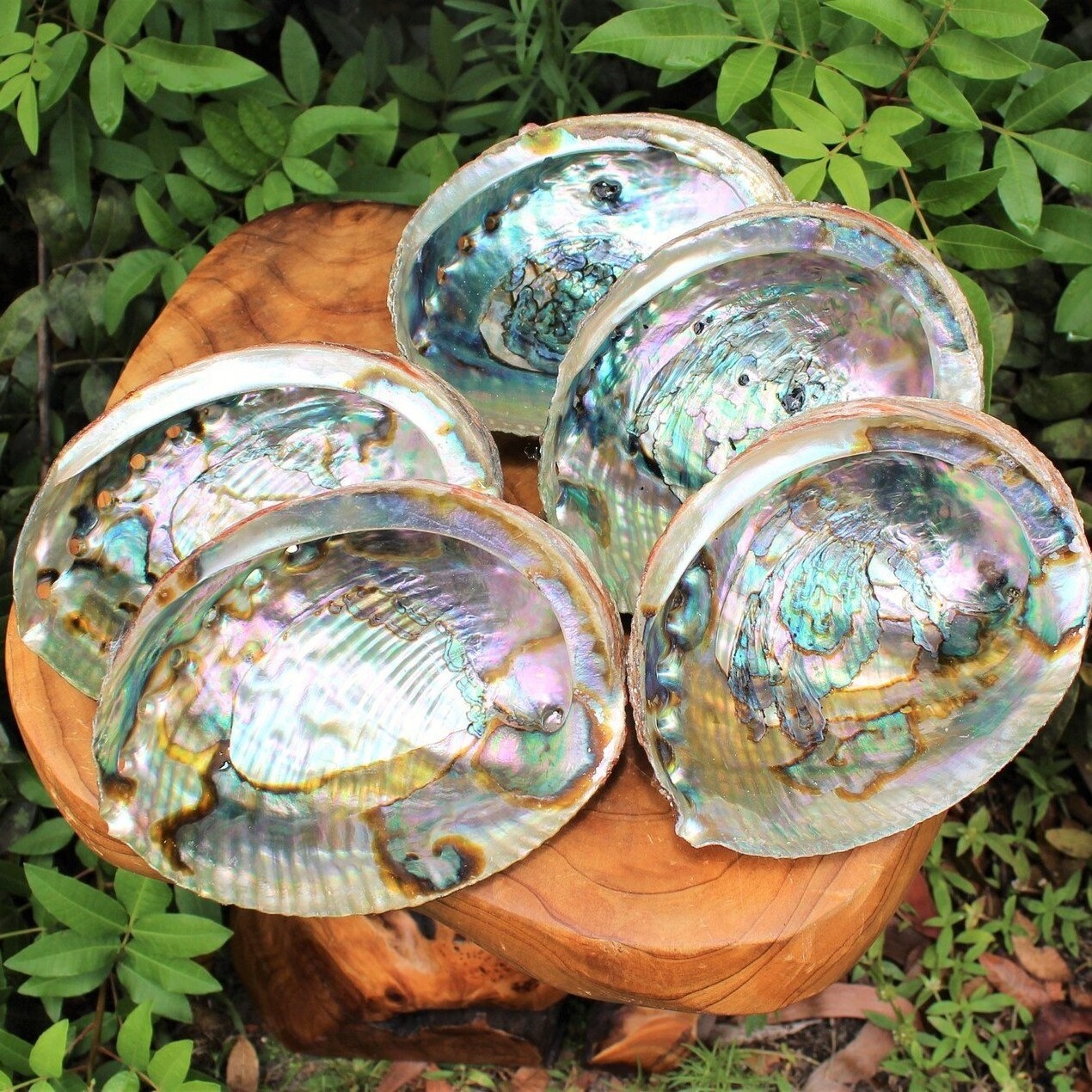 Raw clean dry paua abalone shells blue green abalone shell for sage smudging kits cheapest price