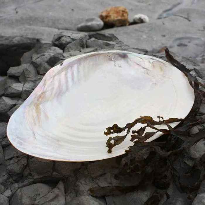 Giant polished mother of pearl clam seashells collectible decorative half decor sea shells