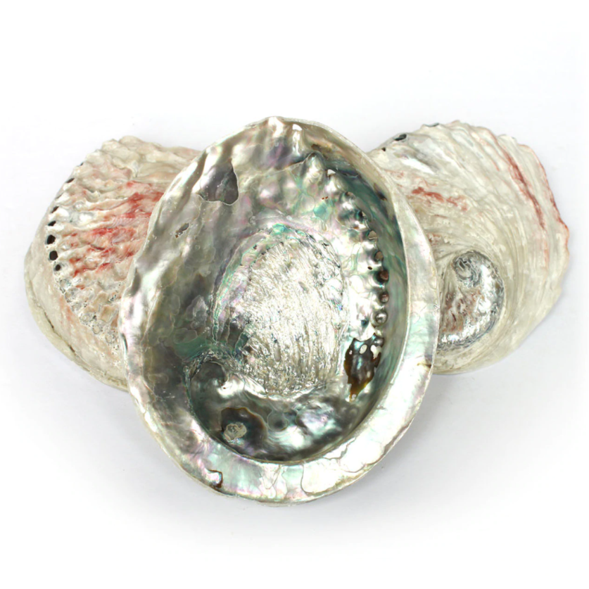 Natural raw large size abalone shells for sage smudge kits cheapest price white red green blue paua abalones shell