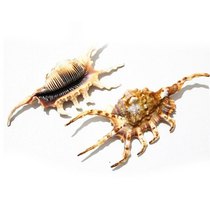 Cheapest price dry clean lambis scorpius ocean spider sea shells seashell wholesale from Vietnam