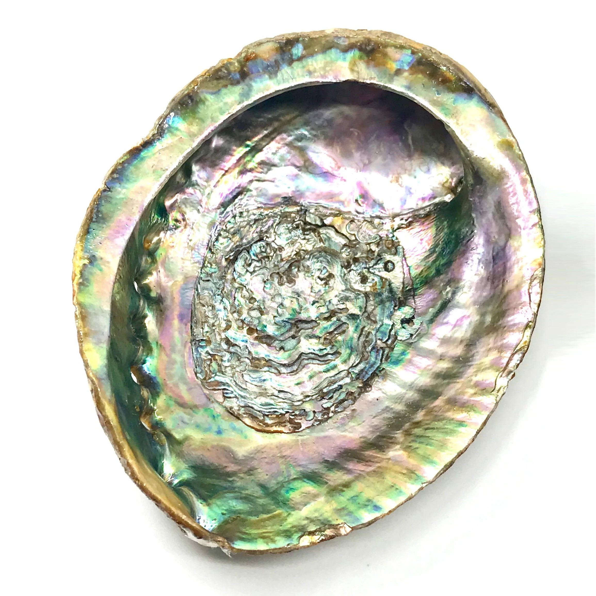 Raw clean dry paua abalone shells blue green abalone shell for sage smudging kits cheapest price