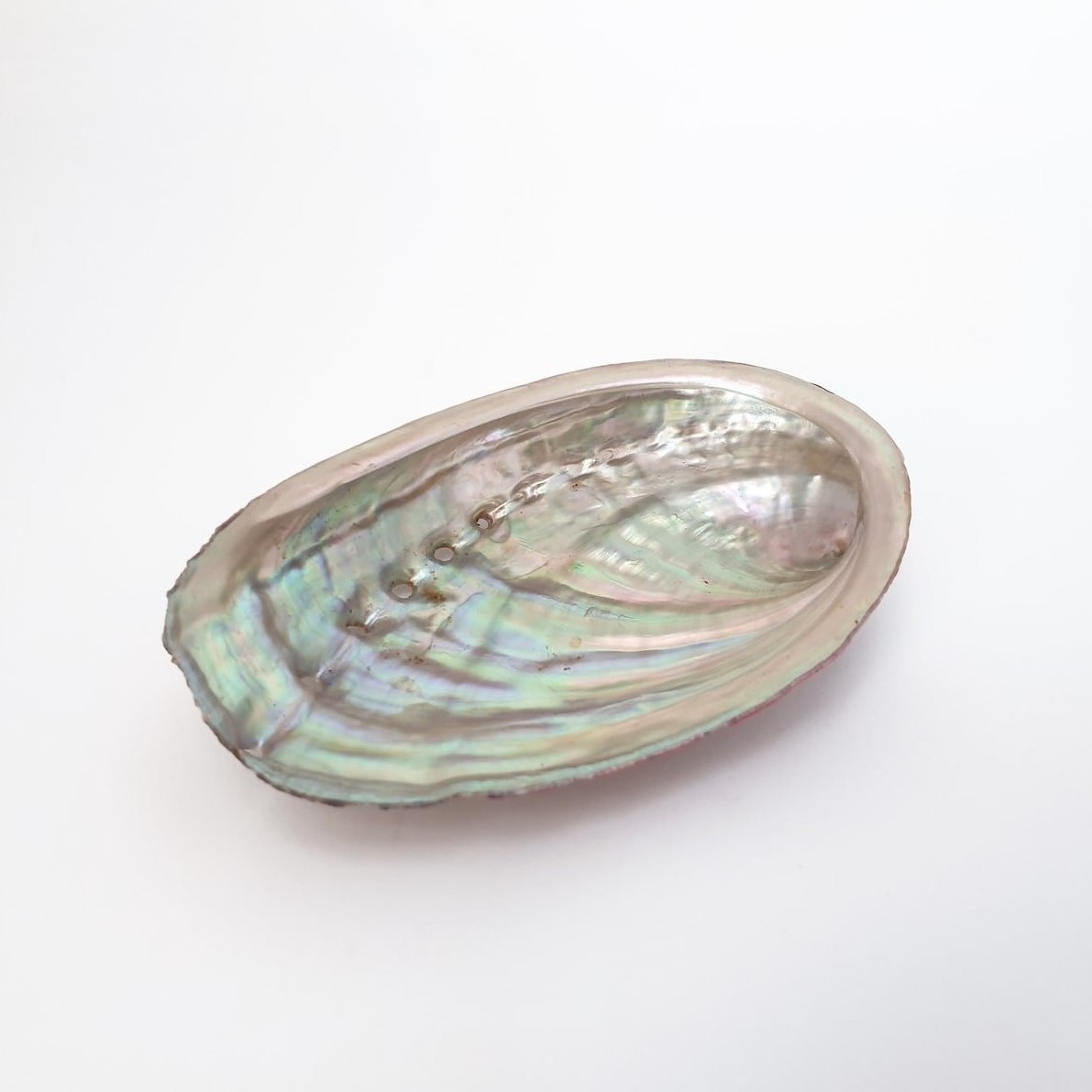 Natural raw large size abalone shells for sage smudge kits cheapest price white red green blue paua abalones shell