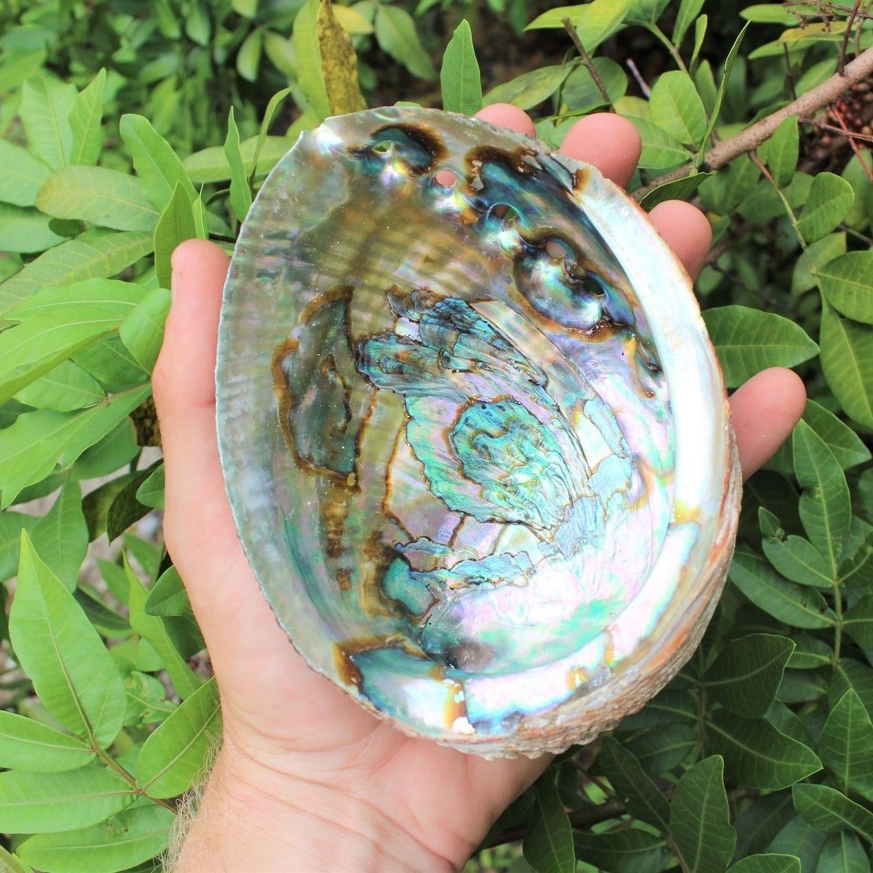 Raw clean dry paua abalone shells blue green abalone shell for sage smudging kits cheapest price