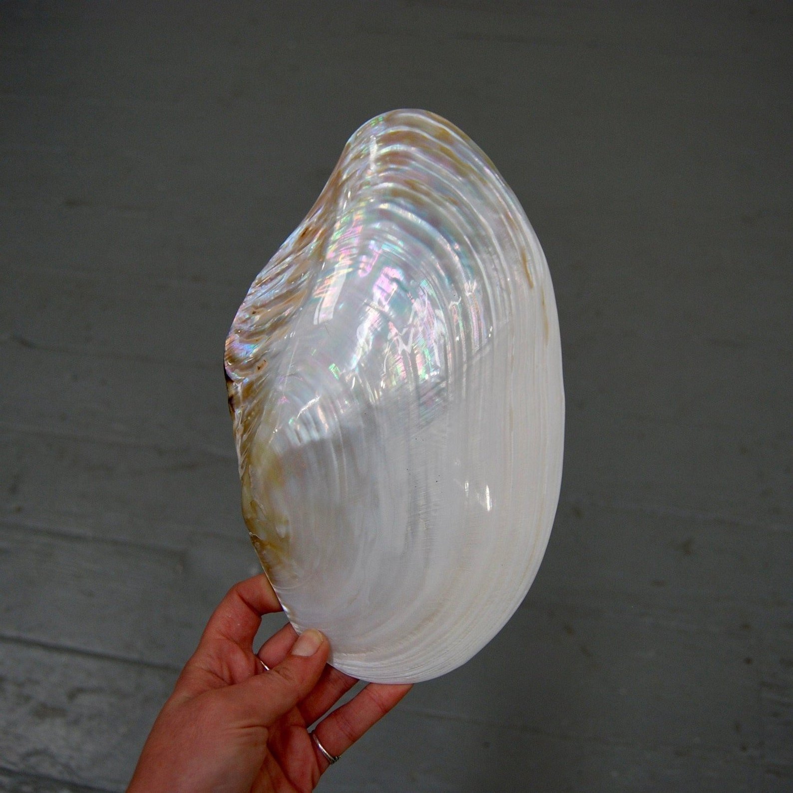 Giant polished mother of pearl clam seashells collectible decorative half decor sea shells