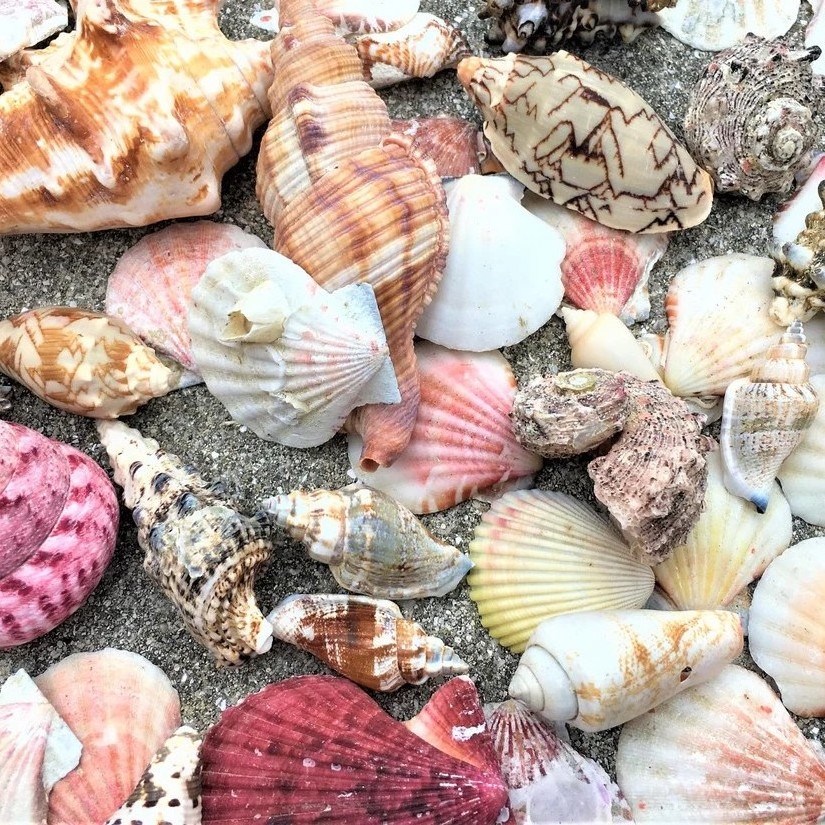 Natural ocean seashells in bulk quantity dry clean empty sea shells for crafts and souvenirs