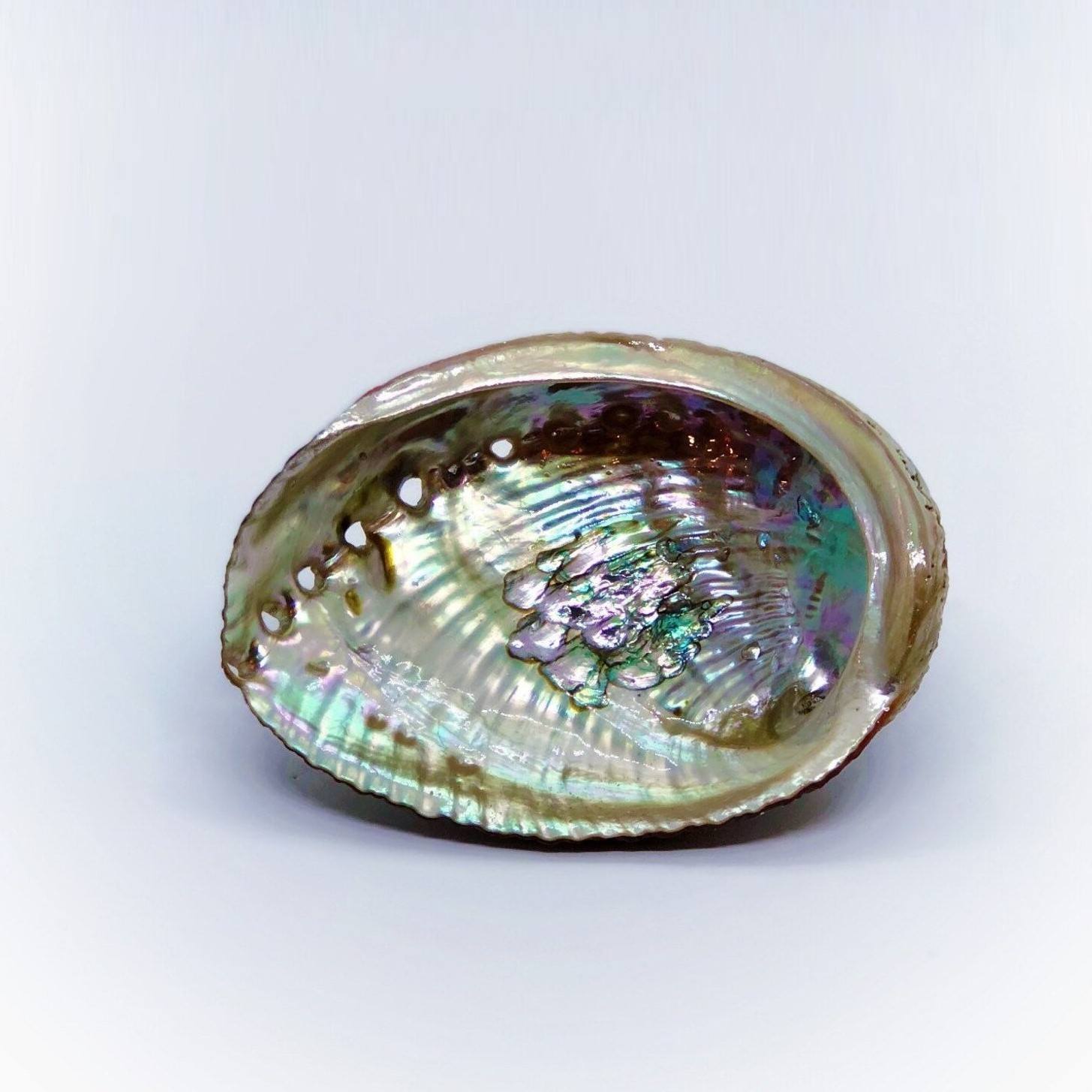 Raw clean dry paua abalone shells blue green abalone shell for sage smudging kits cheapest price