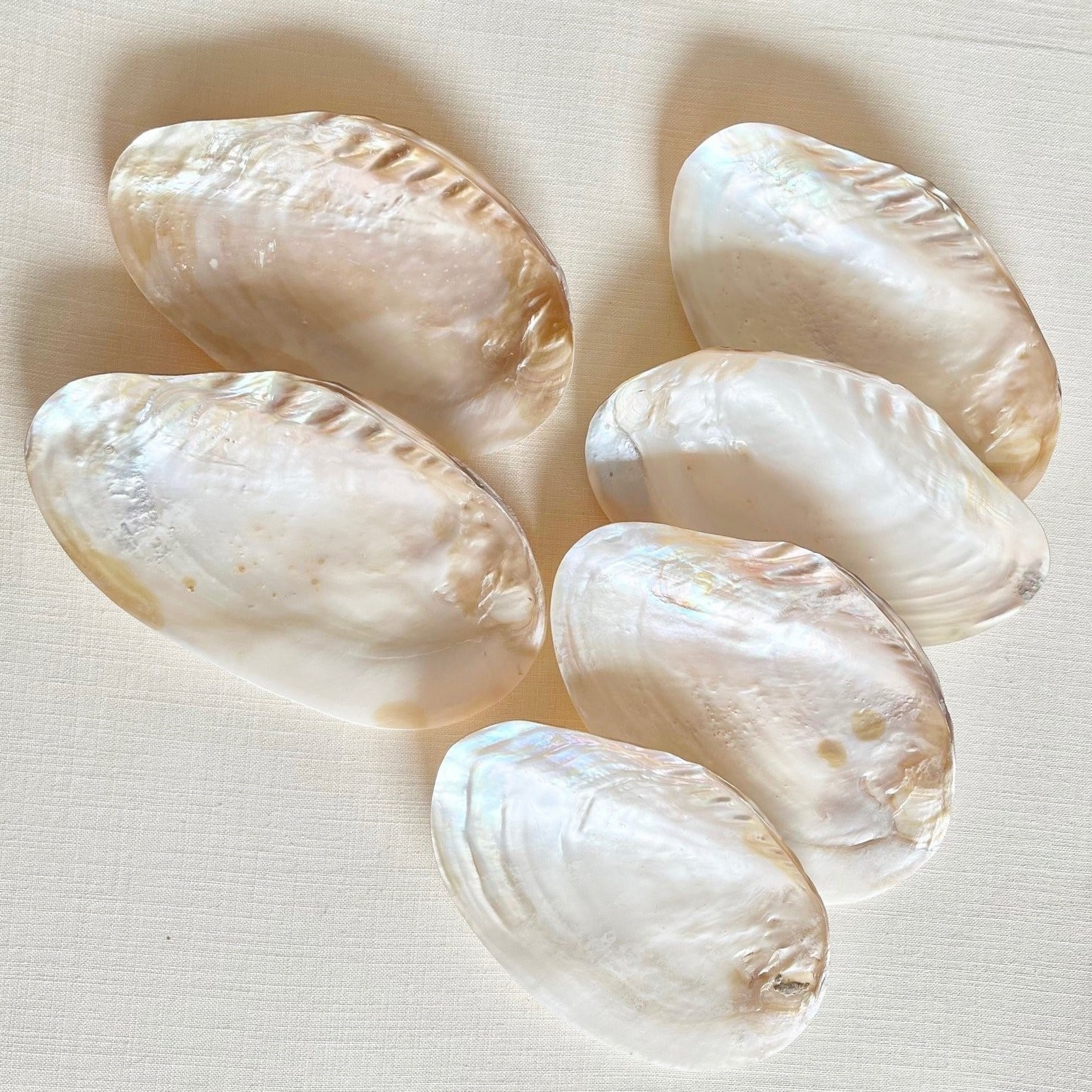 Giant polished mother of pearl clam seashells collectible decorative half decor sea shells