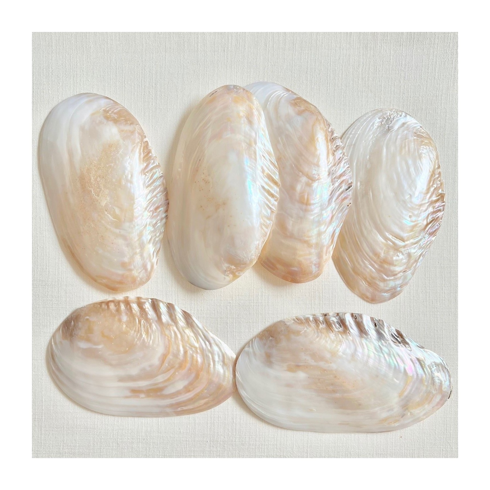 Giant polished mother of pearl clam seashells collectible decorative half decor sea shells