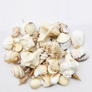 Natural ocean seashells in bulk quantity dry clean empty sea shells for crafts and souvenirs