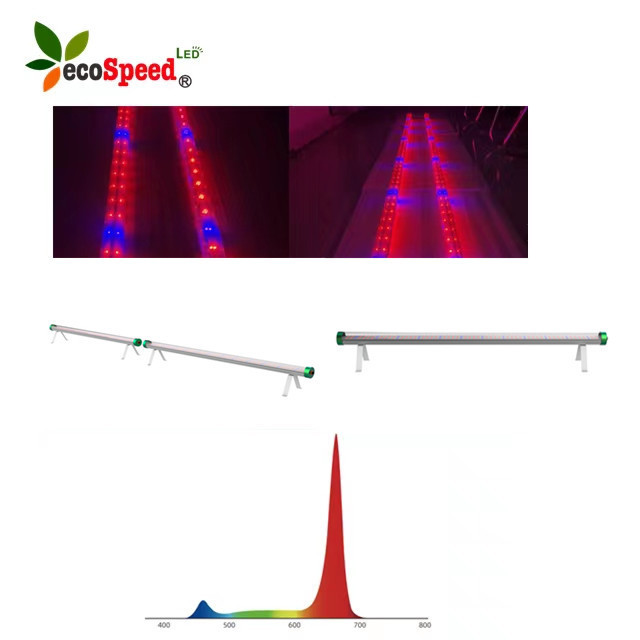 Triproof waterproof IP65 full spectrum red spectrum led under canopy grow lighting 4ft/8ft 120w 240watt ETL In stock