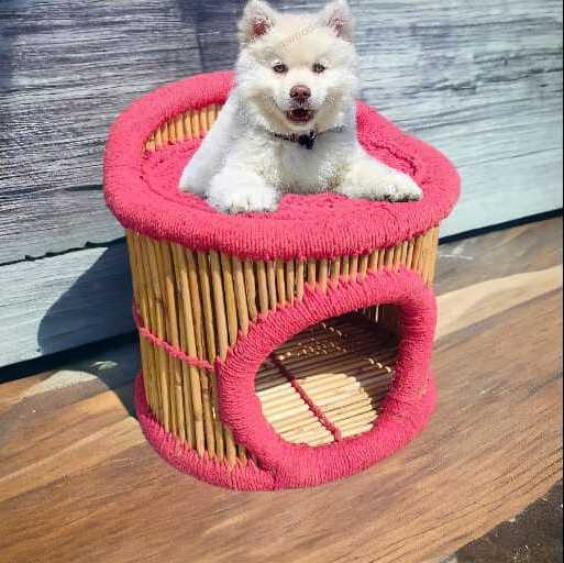 Customized Cute Luxury Soft Small Pet Dog Cat Animal Sitting Bamboo Cage Houses Bed Sofa Chair Storage Ottoman for Animal