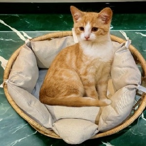 Low Cost New Eco Friendly Rattan Pet Bed Wicker Round Rattan Cat Deep Sleep Cat Dog Sofa Bed Rattan Woven Pet Bed