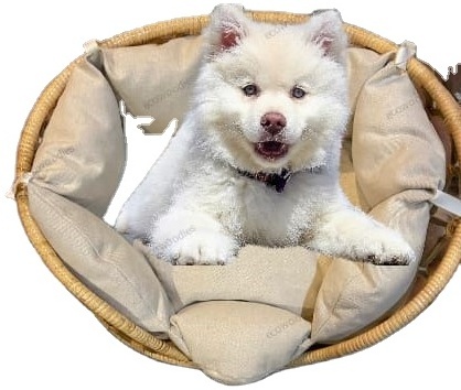 Cheapest Price Eco Friendly Natural Sleeping Relaxing Rattan Animal Woven Pet Braided Dog And Cat Bed With Sofa Cushion