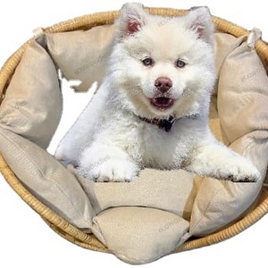 Cheapest Price Eco Friendly Natural Sleeping Relaxing Rattan Animal Woven Pet Braided Dog And Cat Bed With Sofa Cushion