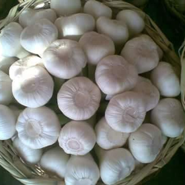 Top quality fresh  normal white and red  garlic with different packing 10 and 20 kg with origin Egypt