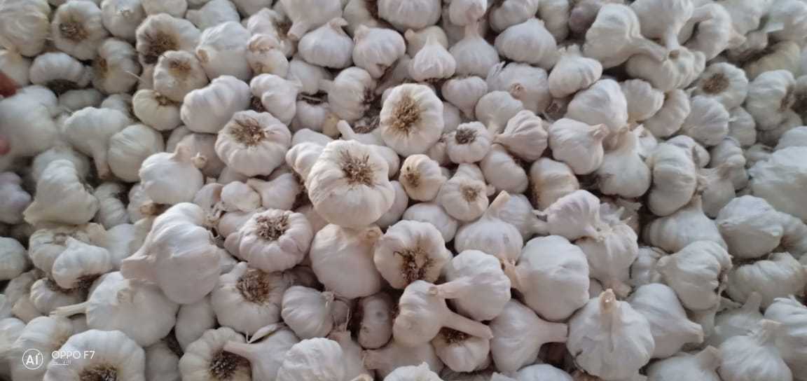 Top quality fresh  normal white and red  garlic with different packing 10 and 20 kg with origin Egypt