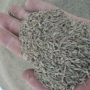 cumin seeds with high quality