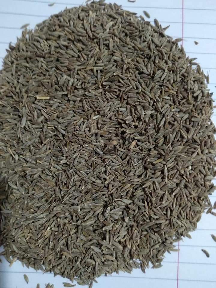 cumin seeds with high quality