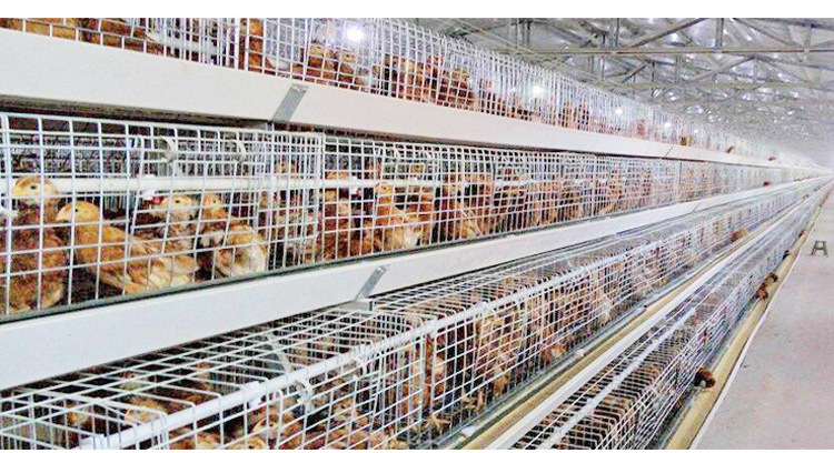 Best Price Chicken House Chicks Broiler Coop Eggs Layer Cage For Poultry Farm Sale