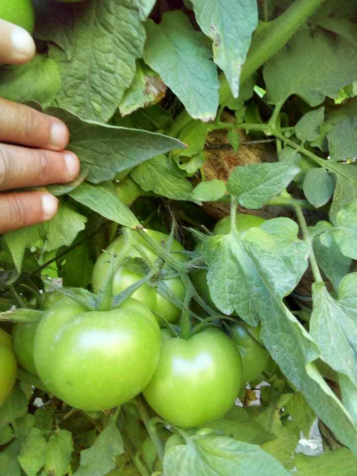 Fresh Tomato , Cherry Green Tomato , Fresh crop for sale 2019 ready to export