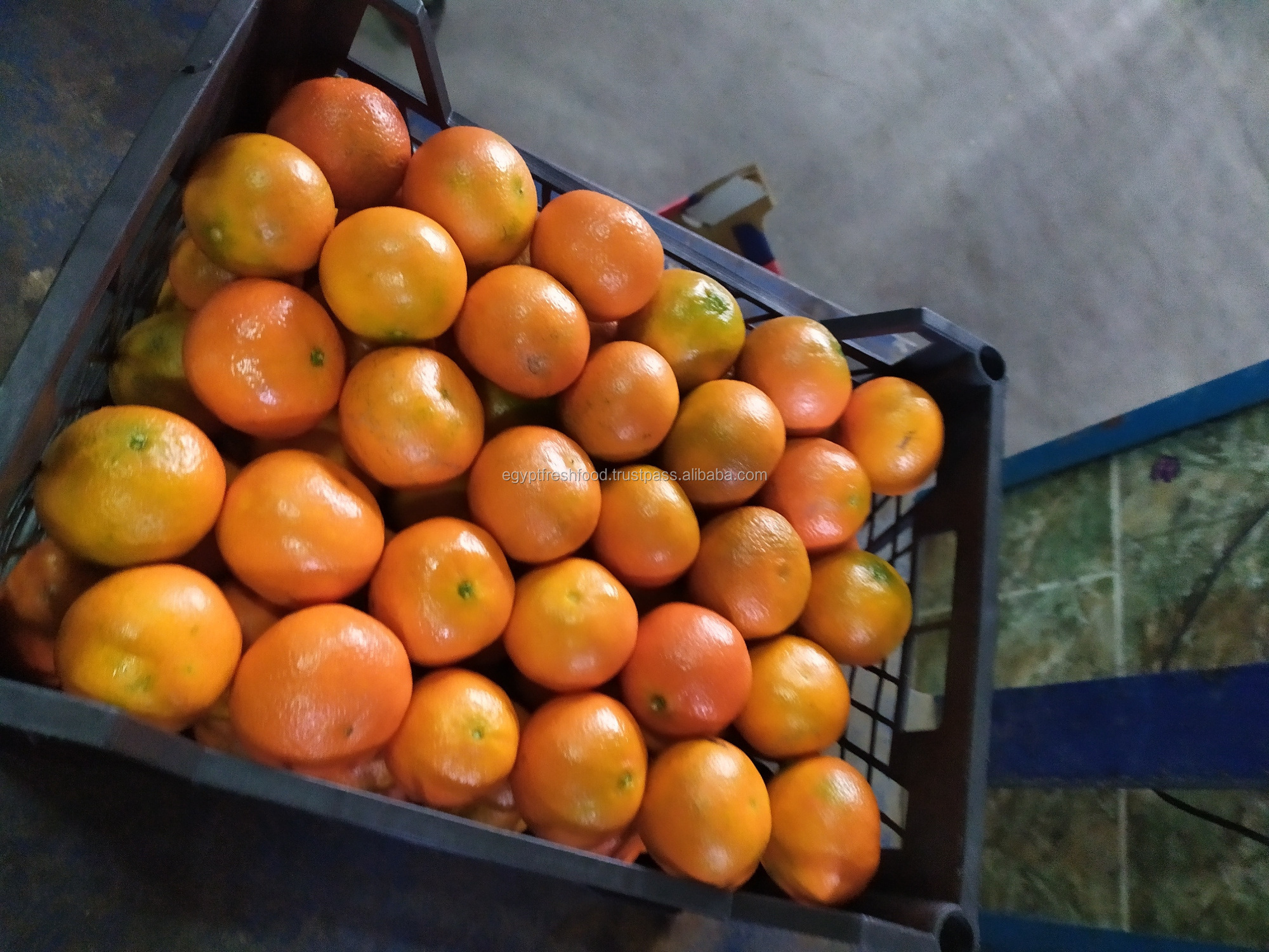 Fresh Navel , Valencia orange from Egypt , fresh crop for season 2021 , All citrus , best price